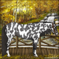 Horse Color:Smoky Blue Roan Near Leopard 