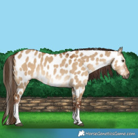 Horse Color:Gray Red Dun Tobiano Appaloosa 