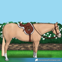 Horse Color:Gold Champagne Splash