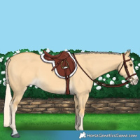 Horse Color:Palomino Dun Splash 