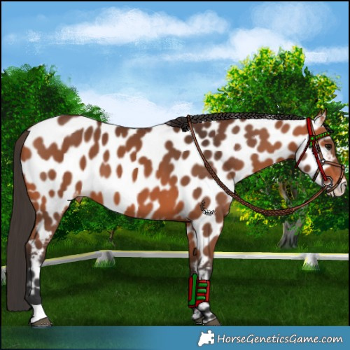 Horse Color:Bay Appaloosa 