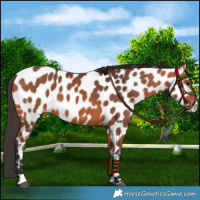 Horse Color:Bay Leopard 