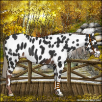Horse Color:Liver Chestnut Appaloosa 