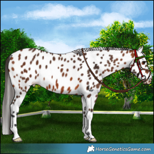 Horse Color:Bay Appaloosa