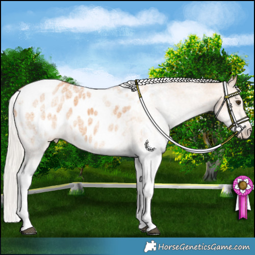 Horse Color:White Spotted Silver Bay Dun Appaloosa