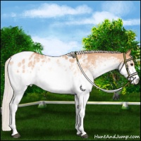 Horse Color:White Spotted Silver Bay Dun Appaloosa 
