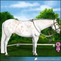 Horse Color:White Spotted Silver Bay Dun Appaloosa 