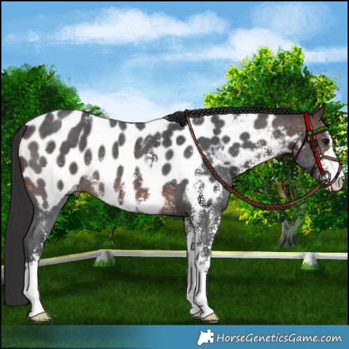 Horse Color:Brown Sabino Appaloosa 