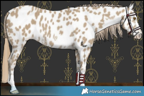 Horse Color:Classic Cream Champagne Sabino Appaloosa 