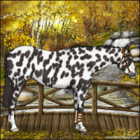 Horse Color:Liver Chestnut Appaloosa