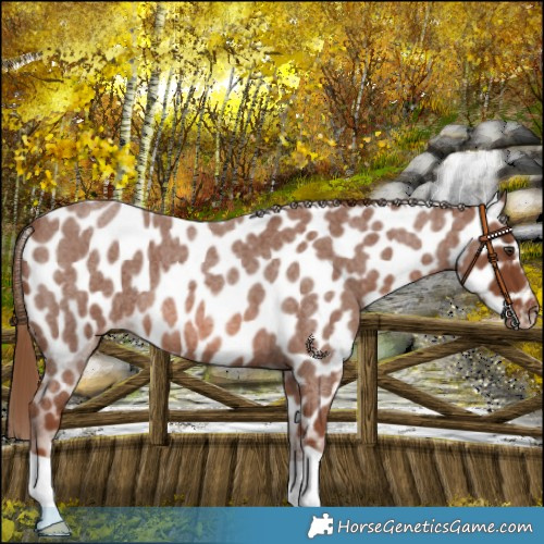 Horse Color:Red Roan Appaloosa 