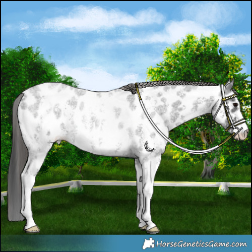 Horse Color:Blue Roan Sabino Appaloosa Rabicano