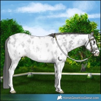 Horse Color:Blue Roan Sabino Near Leopard Rabicano
