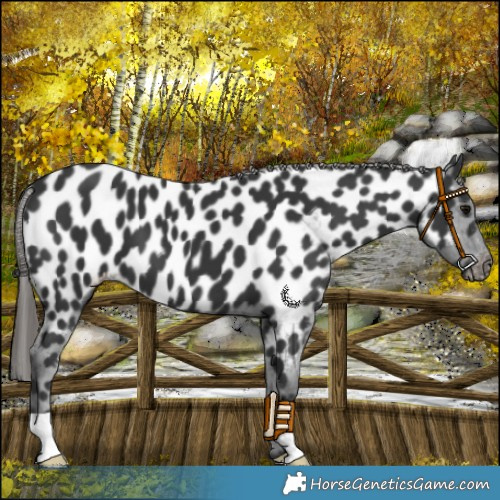 Horse Color:Black Appaloosa 