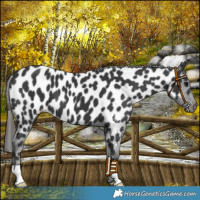 Horse Color:Black Near Leopard 