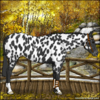 Horse Color:Black Appaloosa 