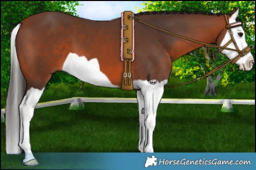 Horse Color:Bay Splash 