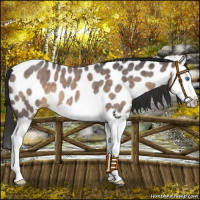 Horse Color:Brown Roan Dun Splash Near Leopard