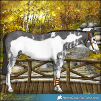 Horse Color:Smoky Black Sabino Frame 