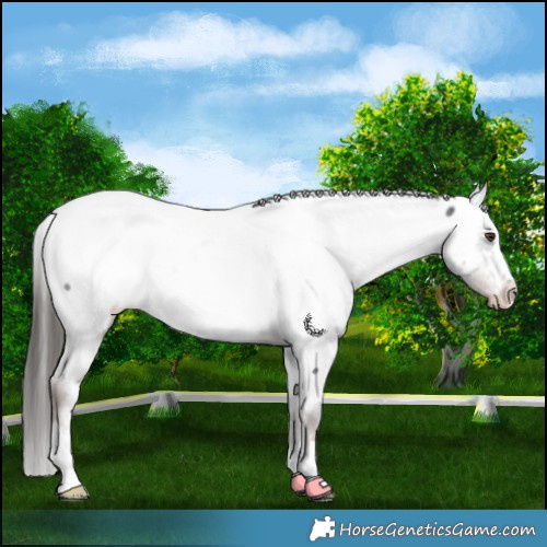 Horse Color:Liver Red Roan Appaloosa 