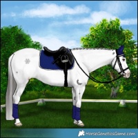 Horse Color:Liver Red Roan Near Fewspot 