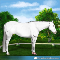 Horse Color:Liver Red Roan Appaloosa 