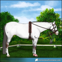 Horse Color:Liver Red Roan Appaloosa