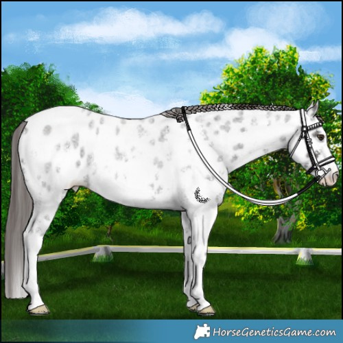 Horse Color:Liver Red Roan Sabino Appaloosa