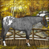 Horse Color:Liver Red Roan Appaloosa