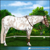 Horse Color:Chocolate Palomino Roan Near Leopard