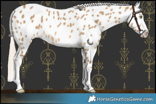 Horse Color:Chocolate Palomino Dun Appaloosa 