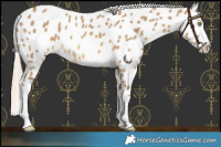 Horse Color:Chocolate Palomino Dun Leopard 