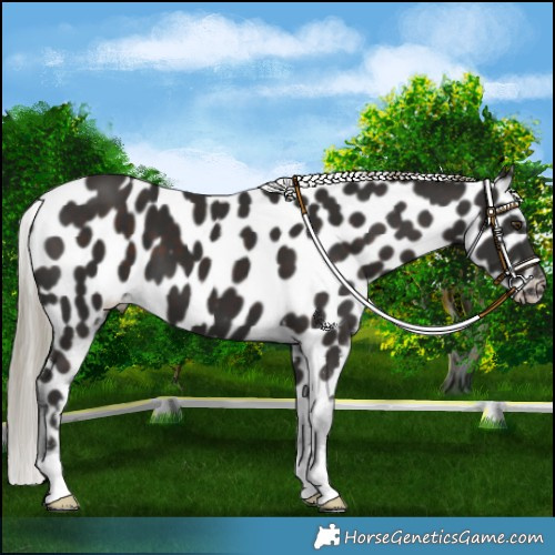 Horse Color:Liver Chestnut Appaloosa 