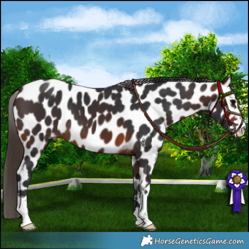 Horse Color:Brown Appaloosa