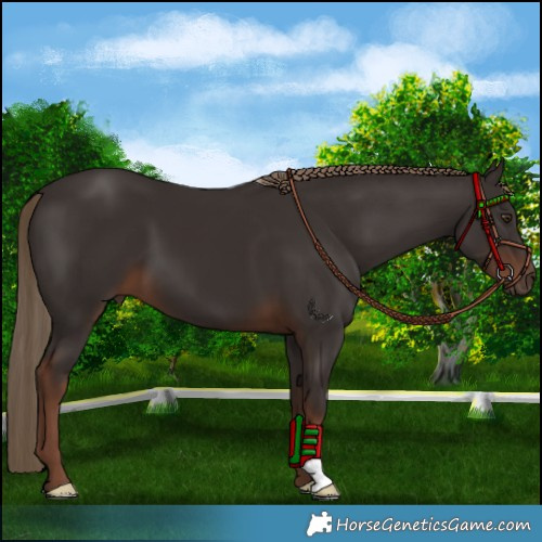 Horse Color:Liver Chestnut 