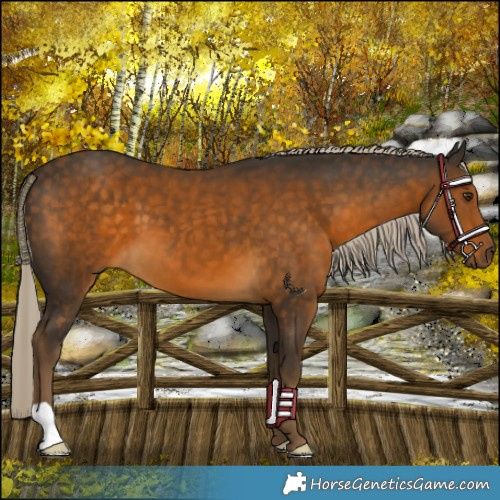 Horse Color:Chocolate Palomino 