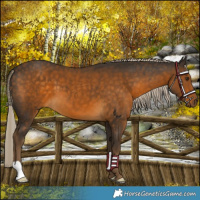 Horse Color:Chocolate Palomino 