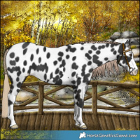 Horse Color:Liver Chestnut Near Leopard 