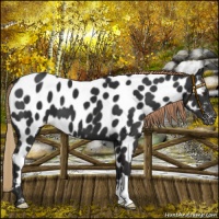Horse Color:Liver Chestnut Appaloosa