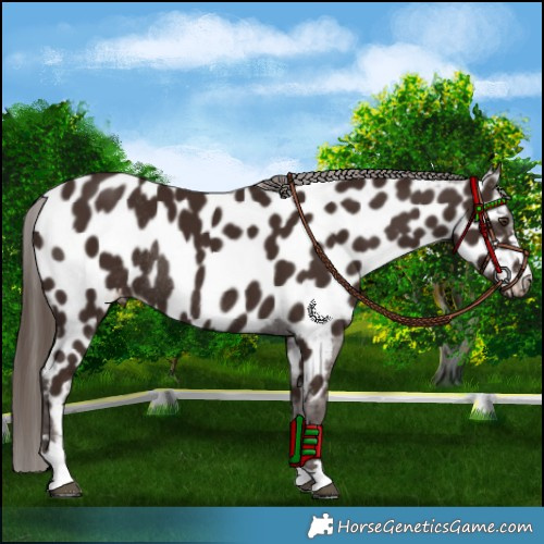 Horse Color:Liver Chestnut Appaloosa Rabicano