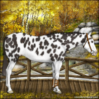 Horse Color:Liver Chestnut Splash Appaloosa 