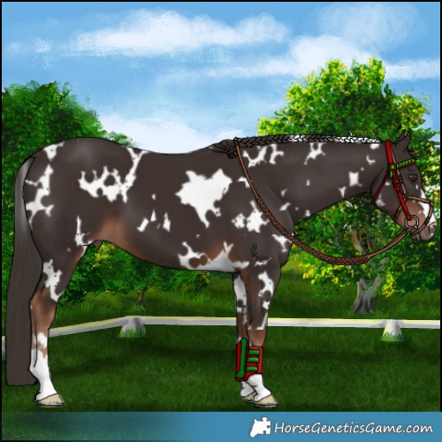 Horse Color:White Spotted Liver Chestnut 