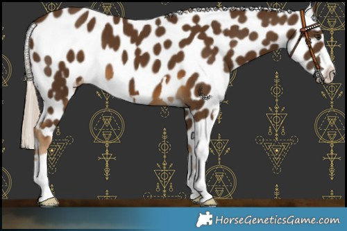 Horse Color:Chocolate Palomino Appaloosa 