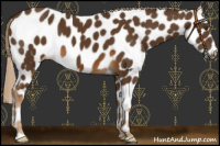 Horse Color:Chocolate Palomino Appaloosa 