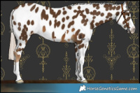 Horse Color:Chocolate Palomino Leopard 