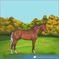 Horse Color:Silver Bay 