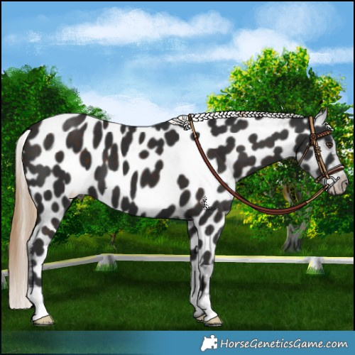 Horse Color:Liver Chestnut Appaloosa