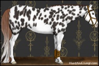 Horse Color:Liver Chestnut Splash Near Leopard