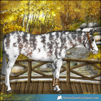 Horse Color:Brown Sabino 