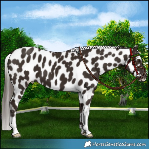 Horse Color:Liver Chestnut Appaloosa